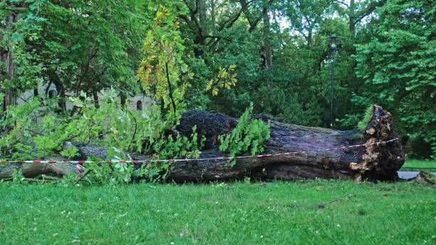 istock Fallen Tree Ripped with Roots From Ground in City Park by Strong Hurricane Wind Severe Weather Phenomenon 2168432009