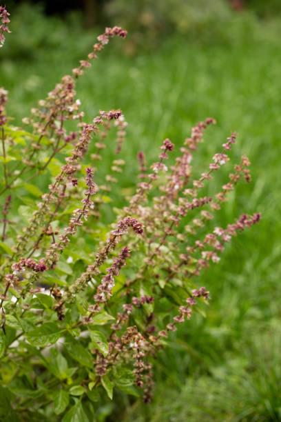 istock Blooming tulasi holy basil in the garden 2168432146