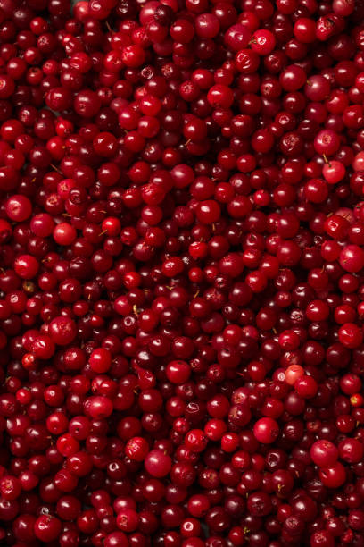 istock Red background from Juicy forest lingonberry 2168434010