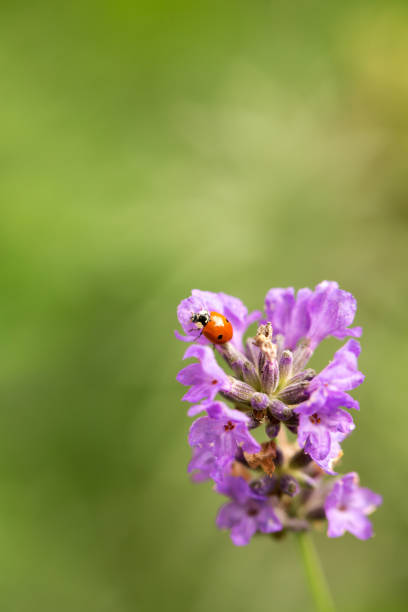 Ladybird on a blade of grass in a nature reserve. Stukeley Meadows Nature Reserve Huntingdon, Cambridgeshire.