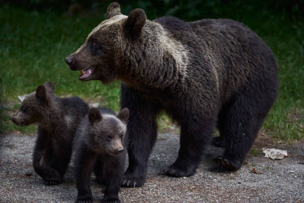 istock Female bear with cubs 2168435279