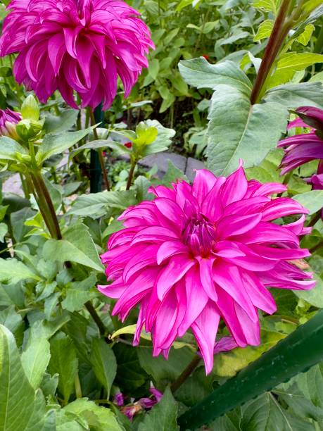 istock Blooming garden flowers 2168435952