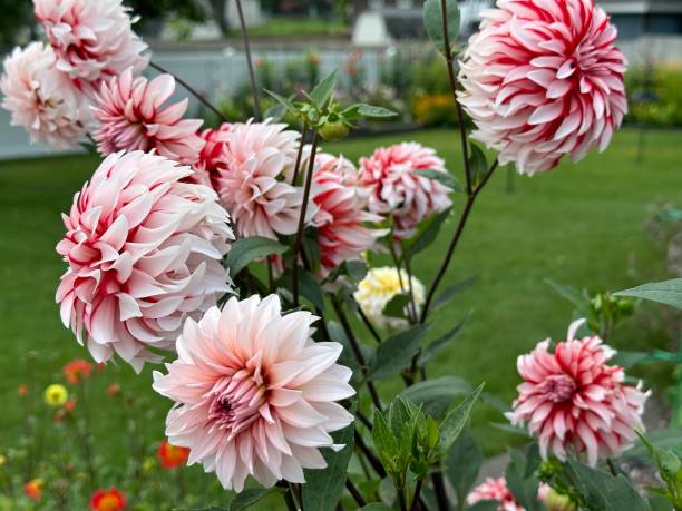 istock Red and white dahlia flower 2168436252