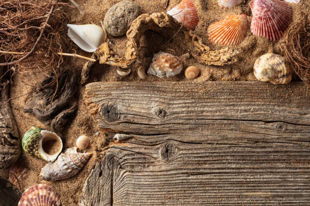istock Beach themed background with driftwoods, shells, stones, and sand. 2168439089