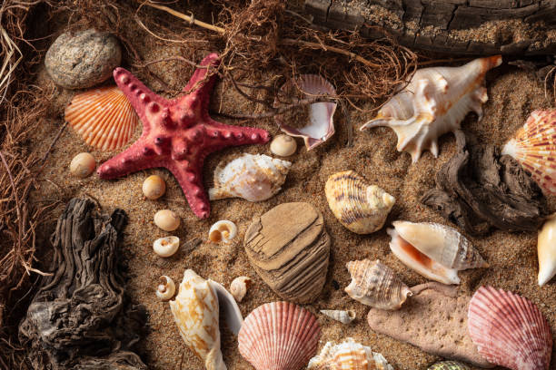 istock Beach themed background with snags, shells, stones, and sand. 2168439091