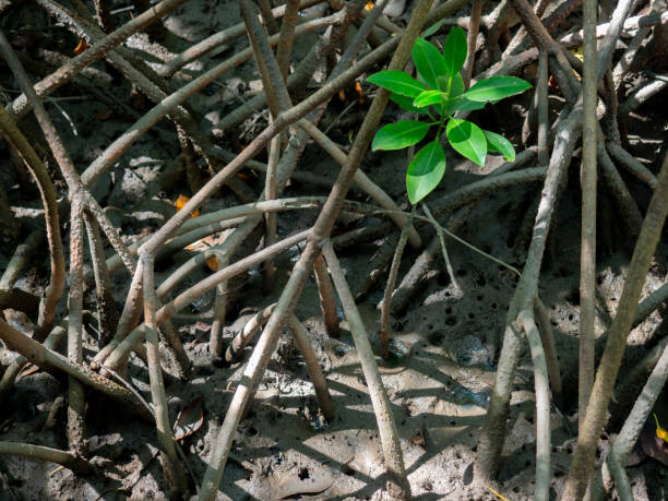 istock mangrove tree roots that grow above sea water. Mangroves function as plants that are able to withstand sea water currents . 2168440051