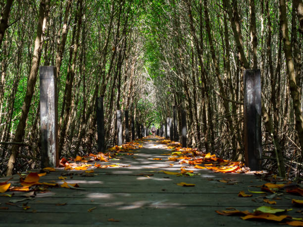 Path walk way in the mangrove forest, Wood floor with Bridge in the forest in mangrove forest.