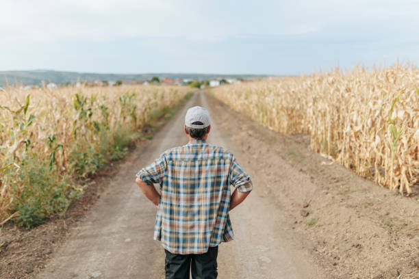 istock Old Man Farmer in Cap Walking on Country Road Fields from Behind 2168440190