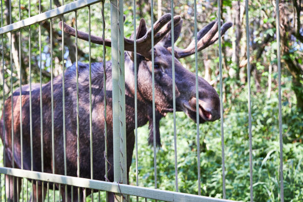 a moose stands looking over the fence