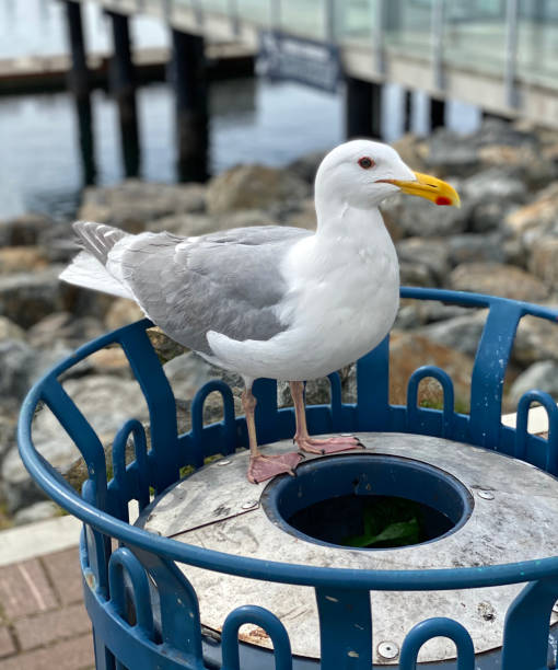 Water bird on a garbage can