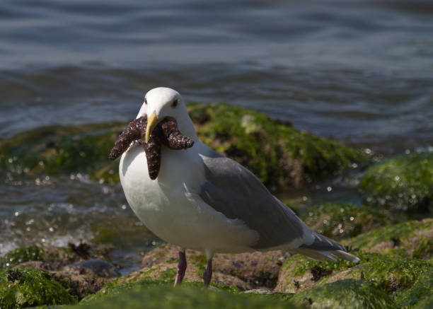 Waterbird eating its prey