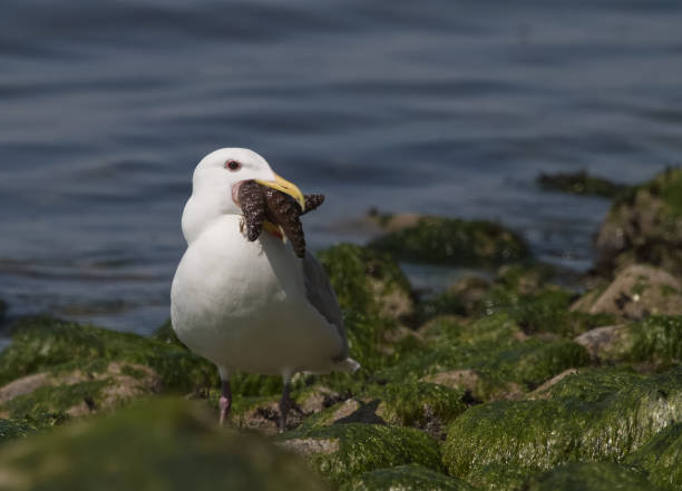 Water bird eating its prey