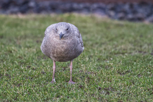 Seagull close-up