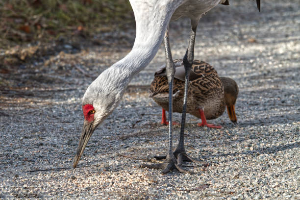 Birds together