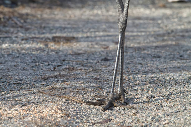View of Blue Crane against blurred sandy background