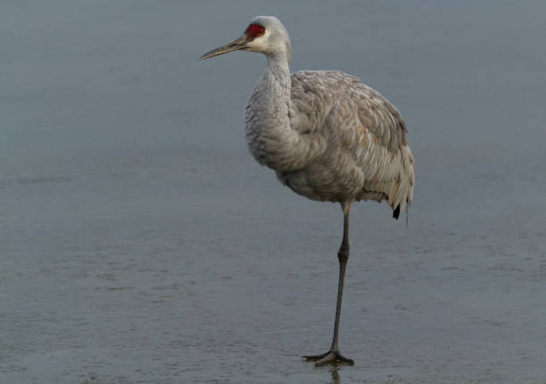 Bird standing on one leg, on ice