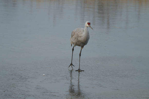 Bird walking on ice