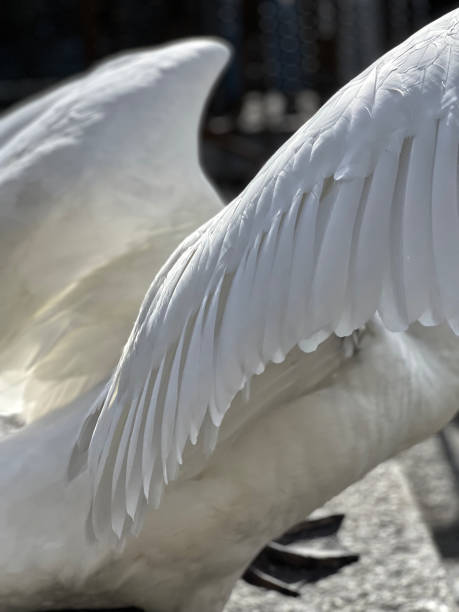 istock IMG_9376 Swan feathers 2168442786