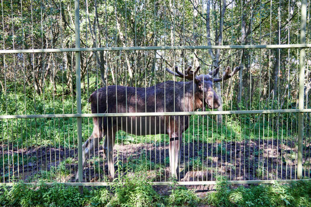a moose stands looking over the fence