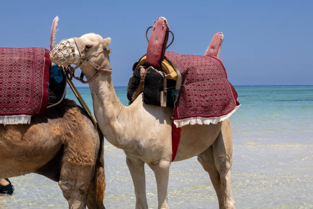 istock Camel in the sea, Djerba, Tunisia 2168443652