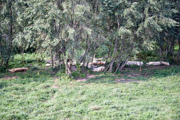 lions lying under the trees in the forest