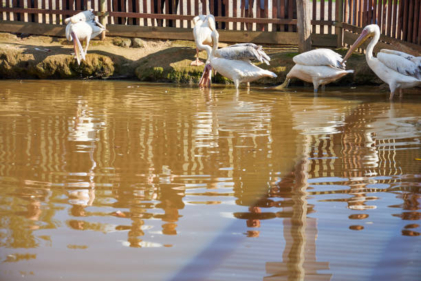 white pelicans in the pond