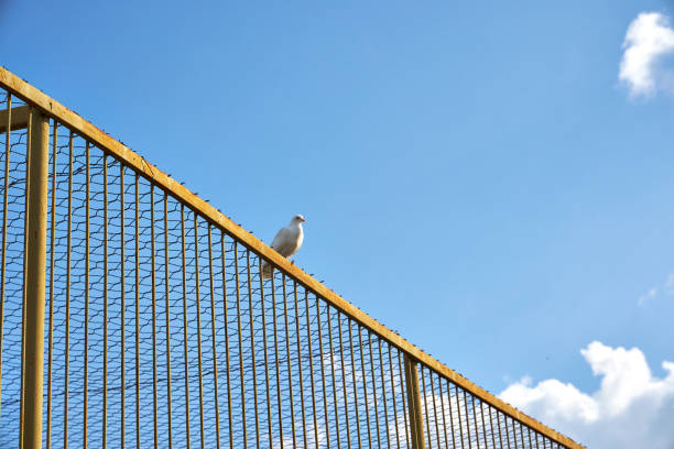 istock a white dove sits on a fence against a blue sky 2168444176