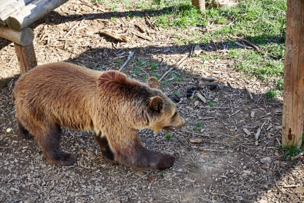 brown bear in the zoo walking on the grass top view