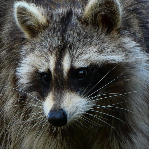 istock A beautiful raccoon in Central Park 2168444915