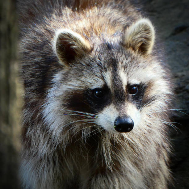 Raccoons outdoors