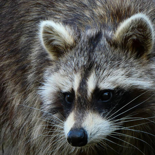A beautiful raccoon looking for some food in Central Park