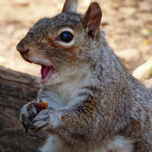 istock A beautiful squirrel with a cute and funny face, feeding in Central Park 2168444923