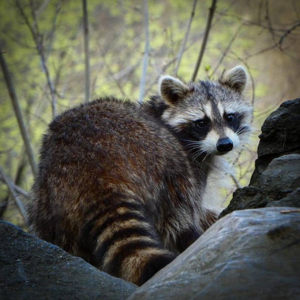 A beautiful raccoon looking for some food in Central Park