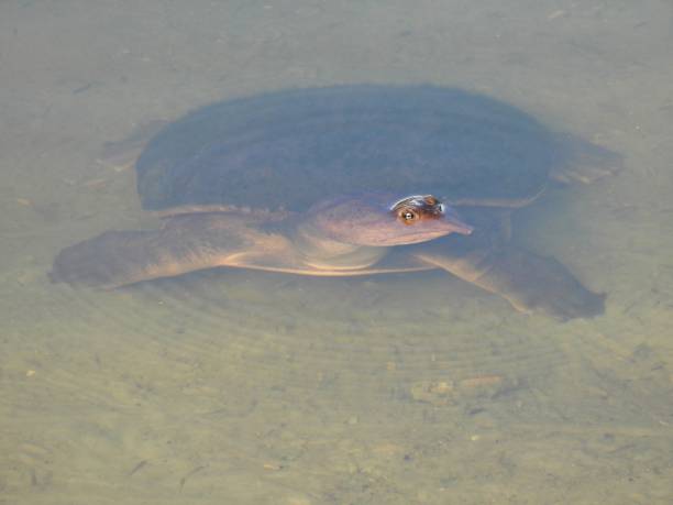 istock Florida Softshell Turtle (Apalone ferox) - eyes above lake water 2168448046