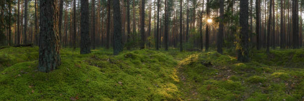 istock deep pine forest covered with thick green moss with evening sun behind trees and sunbeams. widescreen panorama 2168448049