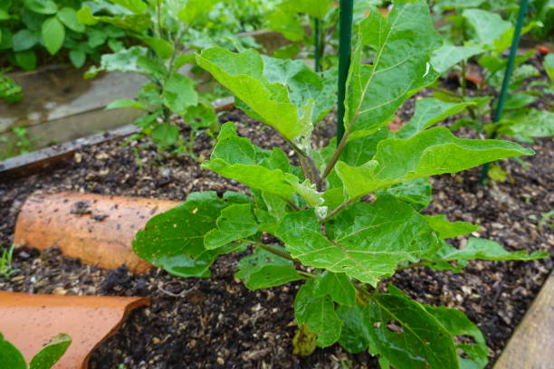 istock Young Eggplant Plant in Raised Garden Bed After Rain 2168450017