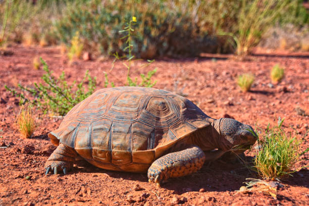 istock Mojave Desert Tortoise, Gopherus Agassizii, eating  grass and cactus foraging in the Red Cliffs Desert Reserve St George Southern Utah. 2168450188