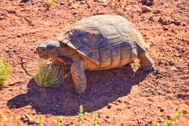 istock Mojave Desert Tortoise, Gopherus Agassizii, eating  grass and cactus foraging in the Red Cliffs Desert Reserve St George Southern Utah. 2168450199