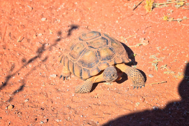istock Mojave Desert Tortoise, Gopherus Agassizii, eating  grass and cactus foraging in the Red Cliffs Desert Reserve St George Southern Utah. 2168450400