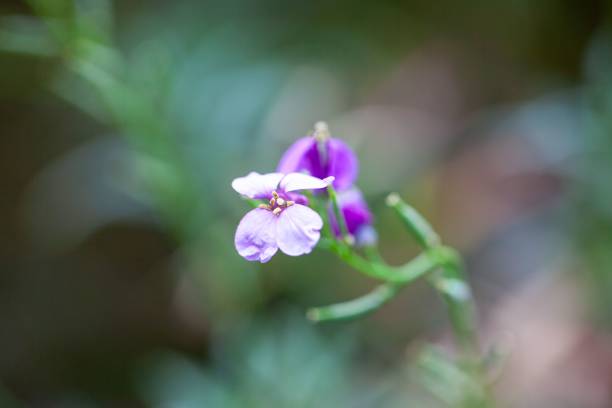 istock Blossoms of Dichroanthus virescens 2168451178