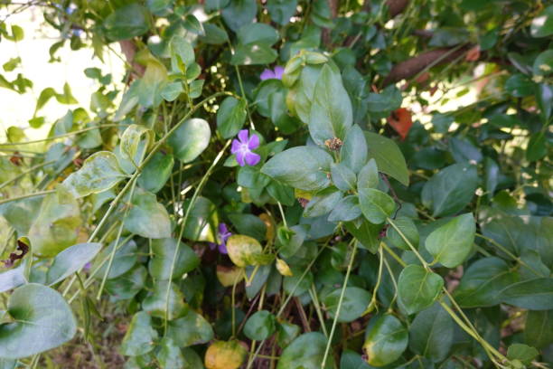 Periwinkle Flowers Amidst Dense Green Foliage