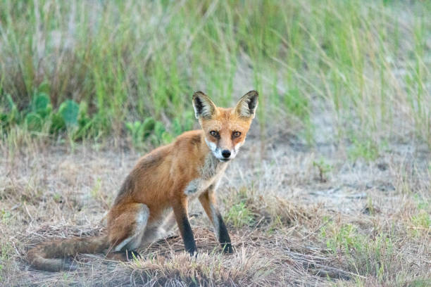istock Red Fox in Sandy Hook, New Jersey during Summer, 2024 2168454957