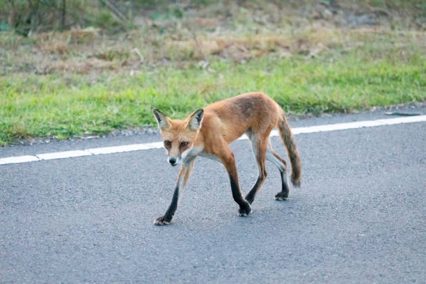 istock Red Fox in Sandy Hook, New Jersey during Summer, 2024 2168455141