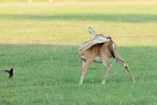istock White-tailed Deer at Fort Hancock, Sandy Hook 2168455506