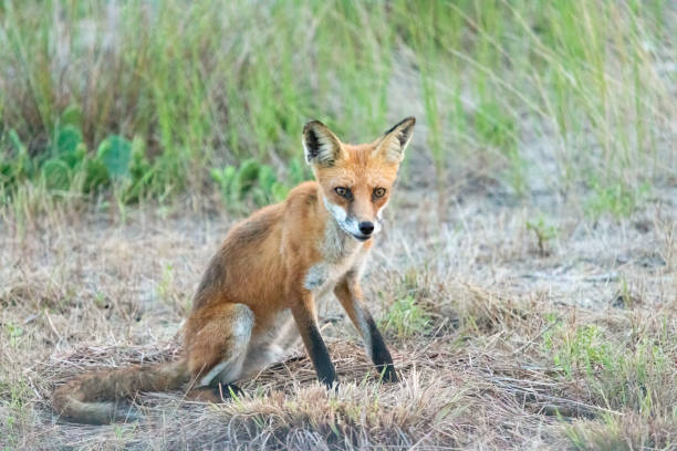 istock Red Fox in Sandy Hook, New Jersey during Summer, 2024 2168455507
