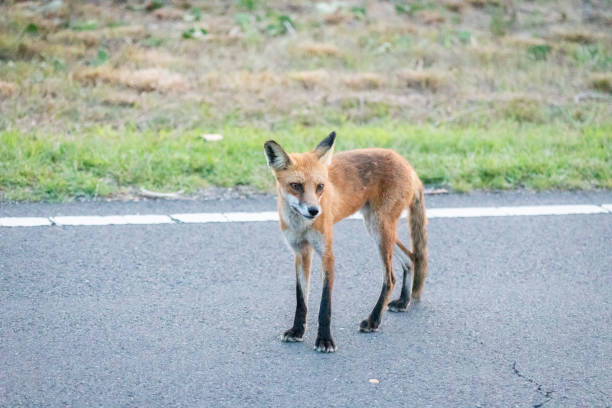 istock Red Fox in Sandy Hook, New Jersey during Summer, 2024 2168455911