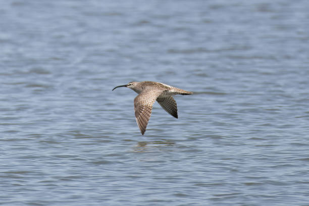 istock Whimbrel in flight over the sea. 2168458803