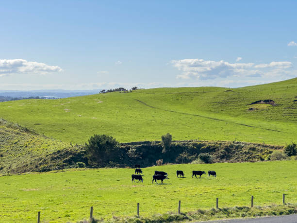 istock New Zealand Countryside 2168459156