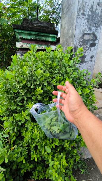 istock outdoor activities, Picking Beluntas leaves 2168464127