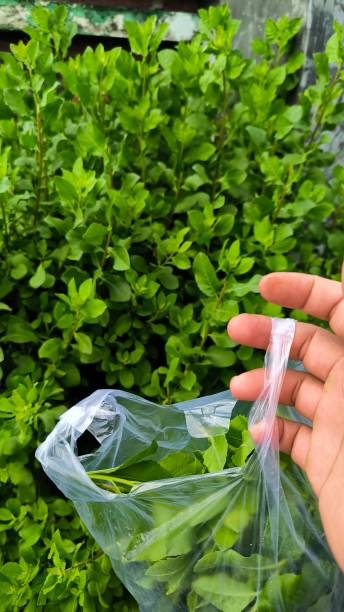 istock Outdoor activities | Picking Beluntas 2168464136